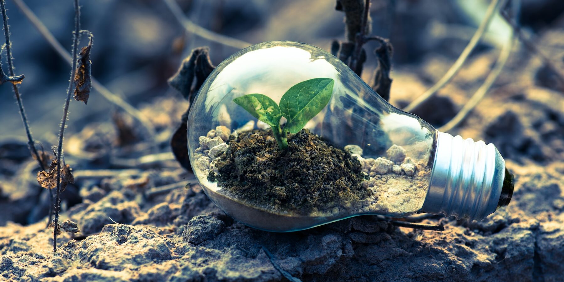 Lead Generation: Nurturing Growth in Lifecycle Marketing